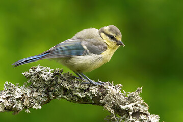 Eurasian blue tit (Cyanistes caeruleus) juvenile sitting on a branch in summer.