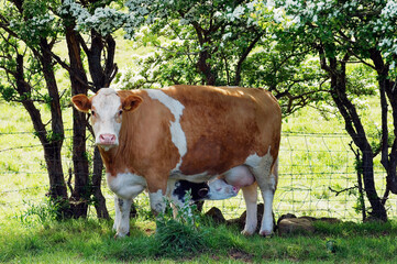 Simmental cow suckling Belgian Blue calf on farm near Bushmills, County Antrim, Northern Ireland.