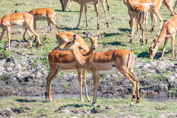 Naklejka na ściany i meble Impalas grazing in the vast Chobe National Park. Zimbabwe