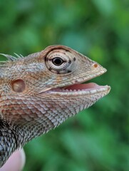lizard close up