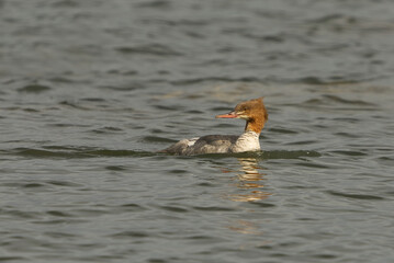 Goosander or common merganser (Mergus merganser) female swimming in the sea.