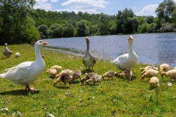 Egyptian goose family in the wild. The female, male and goslings of the Egyptian goose are resting in the grass. Adult goose with goslings. Spring brood. Cute fluffy goslings