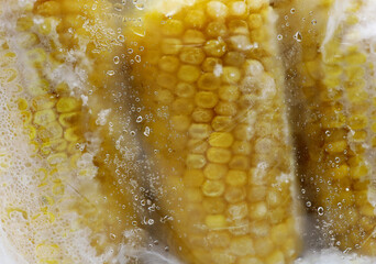 close-up boiled and frozen corn on the cob