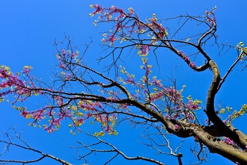 ARBRE PRINTEMPS VAUCLUSE