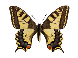 Old world swallowtail butterfly (Papilio machaon) seen from above and isolated on white background. It is the type species of the genus Papilio 