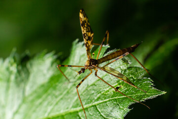Limoniinae sits on a sheet on a green leaf in the forest. Summer