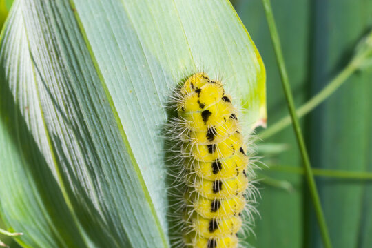 Yellow caterpillar with black dots of the butterfly Zygaena filipendulae