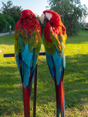 Obraz premium Two beautiful bright macaw parrots, parrots on the street with bright red feathers
