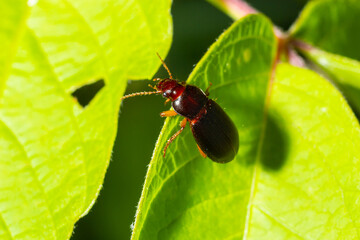copper colored ground beetle on grass in a natural environment. summer, dream day