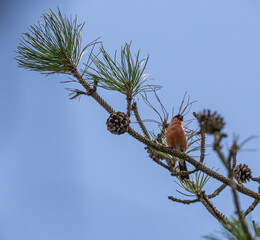 Bullfinch (male) perched high in conifer