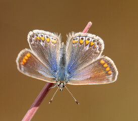 Common Blue Butterfly (female)