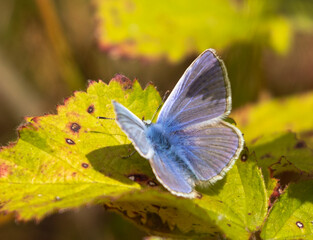 Common Blue Butterfly (male)