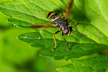 A Yellow-haired Falsehorn is resting on a green leaf. in the summer forest, sunny day. In the...