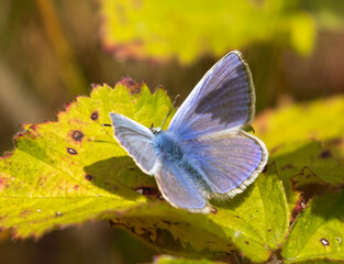 Fototapeta premium Common Blue Butterfly (male)