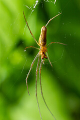 Tetragnatha montana on the termuric green leaf on a summers day