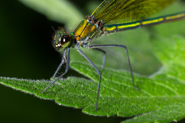 Banded demoiselle, Calopteryx splendens, sitting on a blade of grass. Beautiful blue demoiselle in its habitat. Insect portrait with soft green background. Wildlife scene from nature