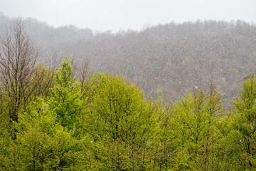 morning in the woods