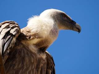 Portrait of griffon vulture (Gyps fulvus) seen from profile on blue sky background