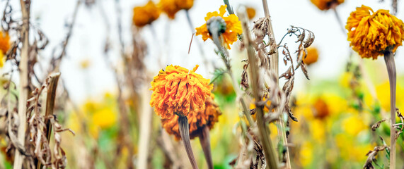 Yellow marigolds begin to wither at the marigold field.dry marigolds at tree