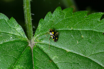 Bug form the family Miridae on plant leaf. In the forest on a summer day
