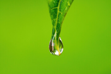 Raindrop or dew on the tip of leaf isolated on a blurred background