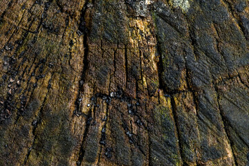 Close Up Macro Bark Texture Background
