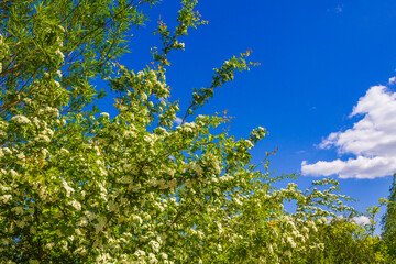 White pink apple tree blossoms cherry tree blossoms in spring.