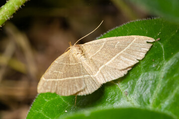 Olive moth, Trisateles emortualis. Sitting on a green leaf