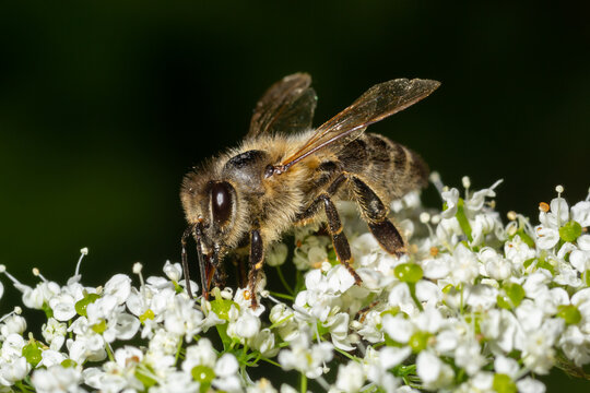 Bee Gathering Pollen from a White Flower on a Summer Day. close up