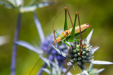 green grasshopper with black, green and white stripes on his back, sitting on a blue thistle amethyst eryngo flower - Eryngium amethystinum. close up with details. horizontal