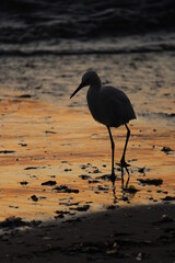 heron at sunset