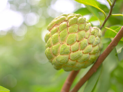 Custard apple and sugar apple Thai fruit close up of a tree