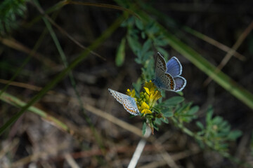 Common blue (Polyommatus icarus) butterfly
