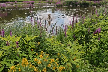 Goldendoodle badet im Edersee bei Herzhausen