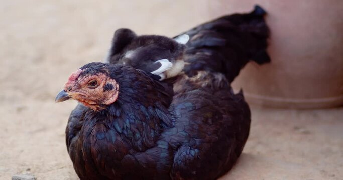 The cuteness of a chick lying on the back of a black hen. It is a breed of gamecocks that are raised by farmers for sale.