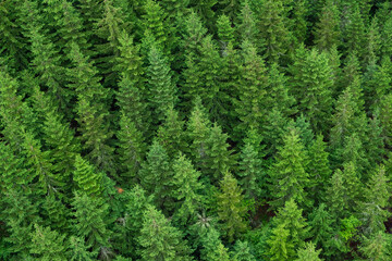 Aerial top view of green spruce trees top in the forest in summer in the Czech Republic.