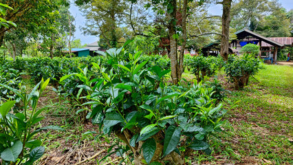 Fototapeta na wymiar The green tea tree after the cut in the tea plantation.