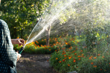 The gardener hoses plants, fruit trees and flowers in the garden in the summer with water from a...