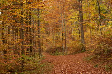 Obraz premium Autumn colours in the beech woods near Fussen, Bavaria, Southern Germany.