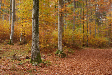 Obraz premium Autumn beech and birch woods on a path near Fussen, Bavaria, Southern Germany.