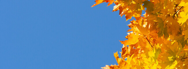 Golden leaves of maple tree in warm autumn and blue sky background banner