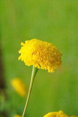 Beautiful yellow marigolds on a tree with blurred background.