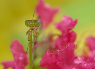 dragonfly on a leaf