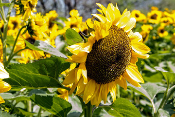 Field of bright orange sunflowers (many flowers) against blurred trees