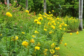 Beautiful yellow marigolds in the park