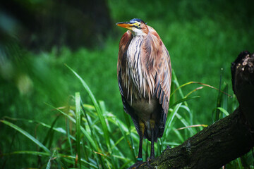 Wild Birds