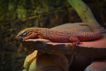 Spiny-tailed monitor