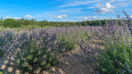 Obraz premium Lavender flower field. Blooming Violet fragrant lavender flowers. Harvest perfume ingredient, aromatherapy.
