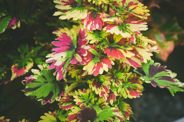 Solenostemon scutellarioides plant in garden. house plant decoration concept.