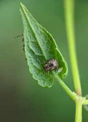 bug on leaf